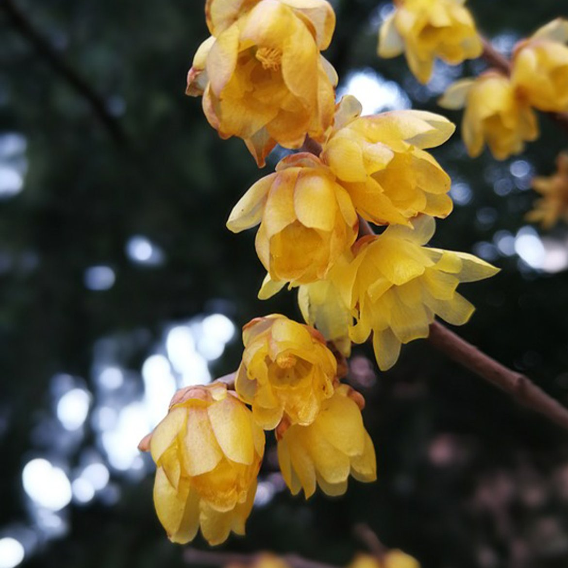 Chimonanthus praecox