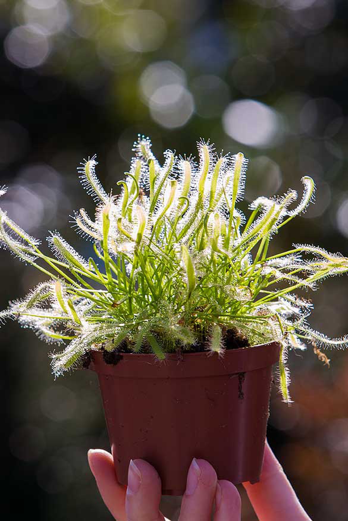 Drosera (Droséra)