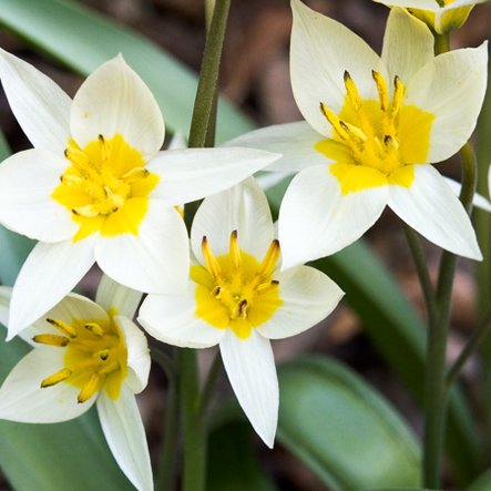 Tulipe ‘Turkestanica’

 