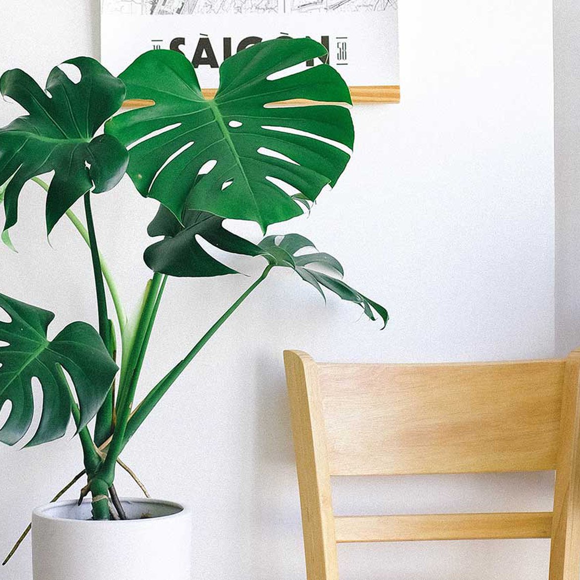 Monstera plante d'intérieur