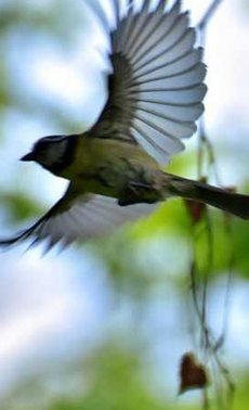 Tout savoir sur les nichoirs à oiseaux

 