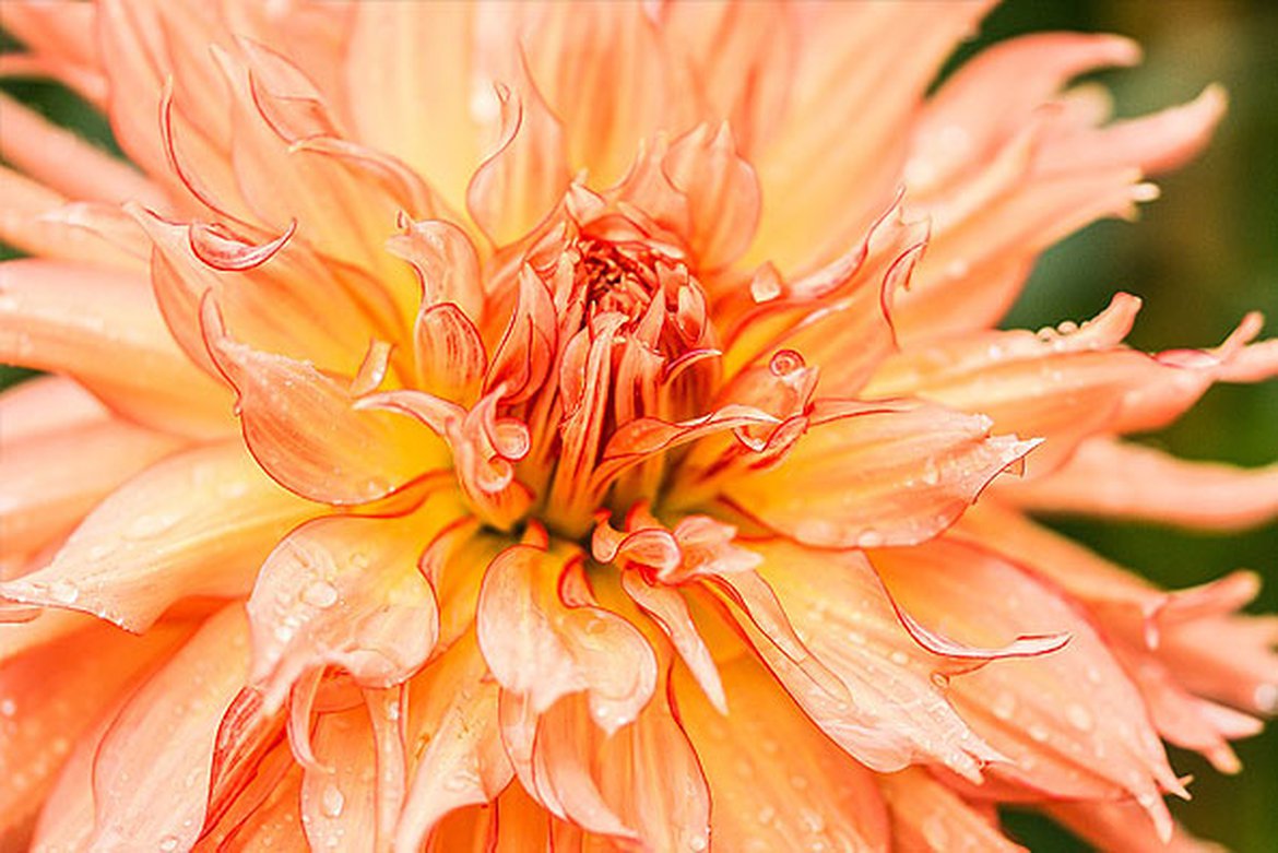 Dahlia à fleur géante