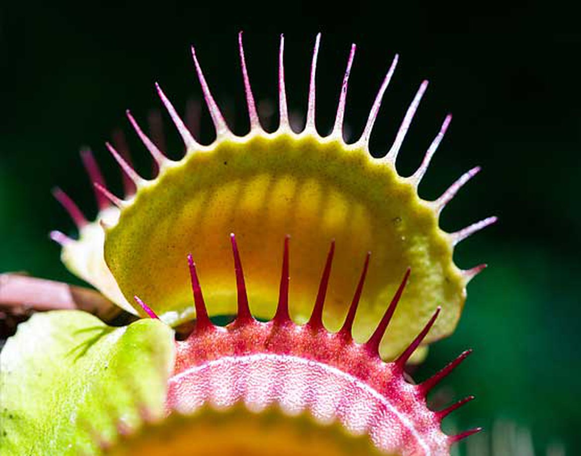 Dionaea muscipula (Dionée attrape-mouche)