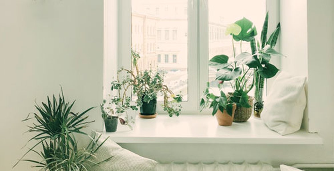 Intérieur calme et zen grâce aux plantes d'intérieur