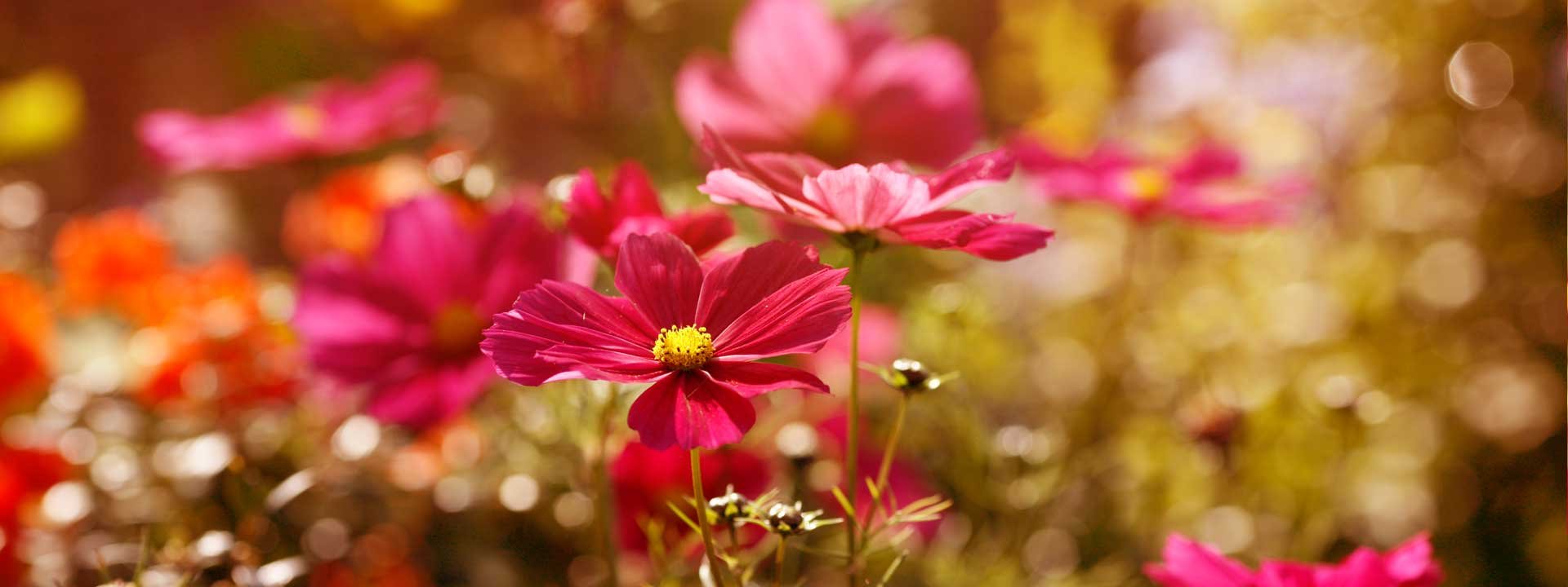 Rafraîchir le décor de votre jardin après l'été