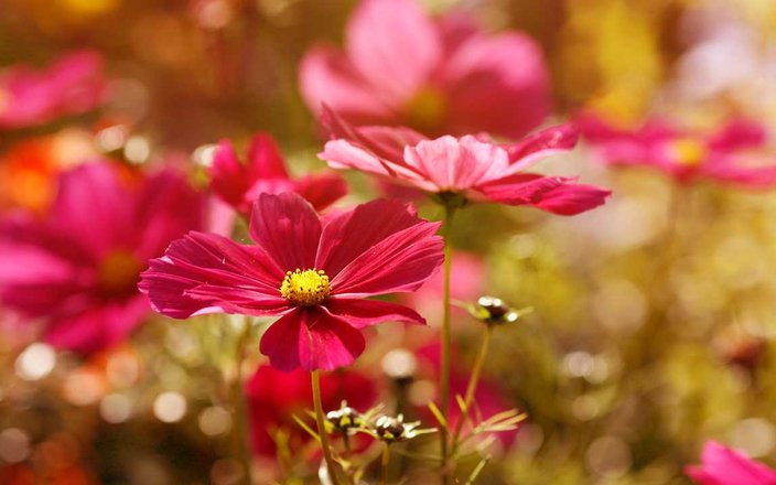 Rafraîchir le décor de votre jardin après l'été