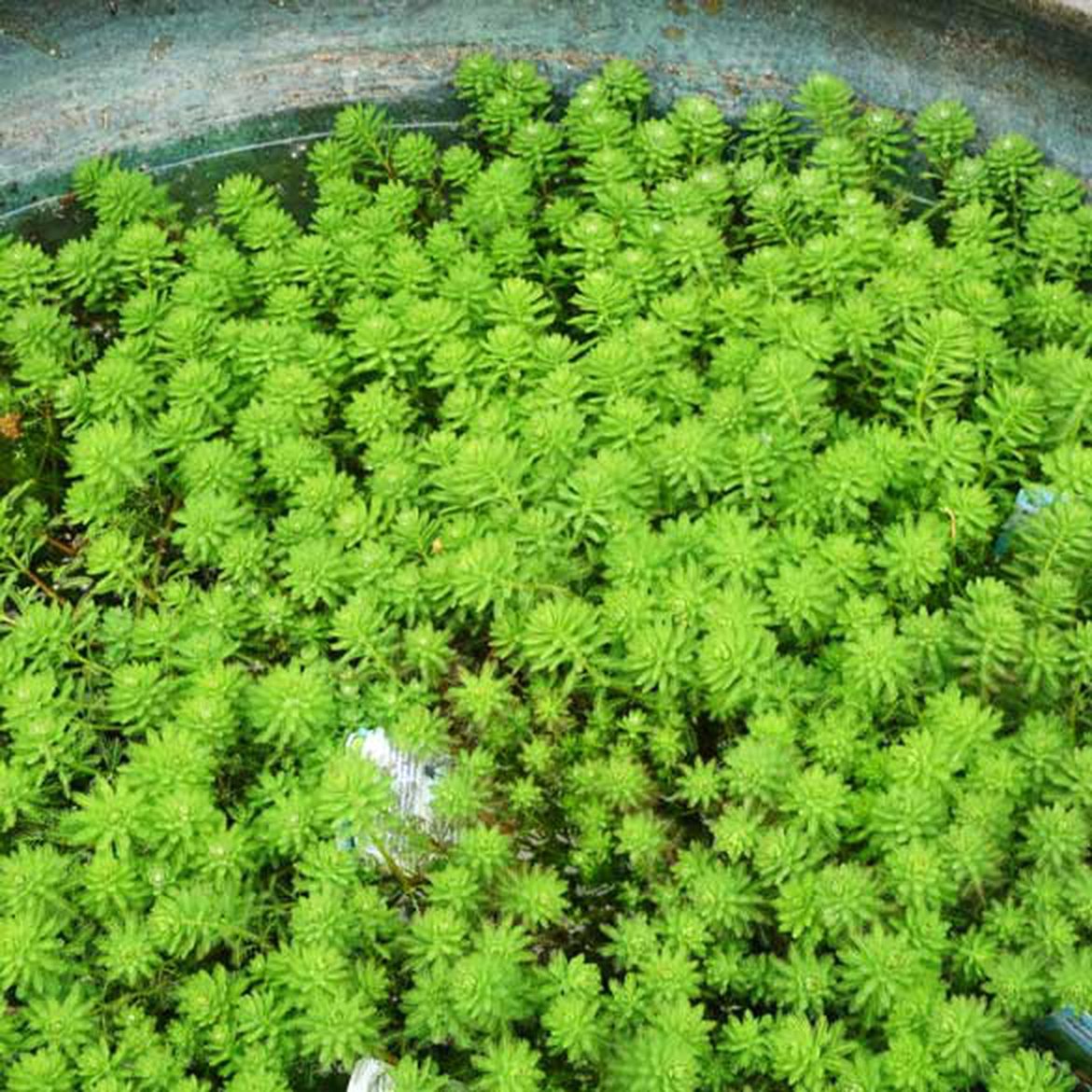 Myriophyllum brasiliensis