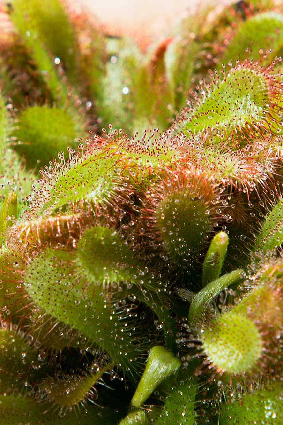 Drosera