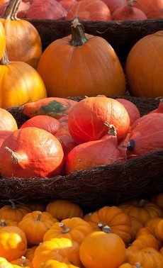 Bien reconnaître les différents types de courges

 