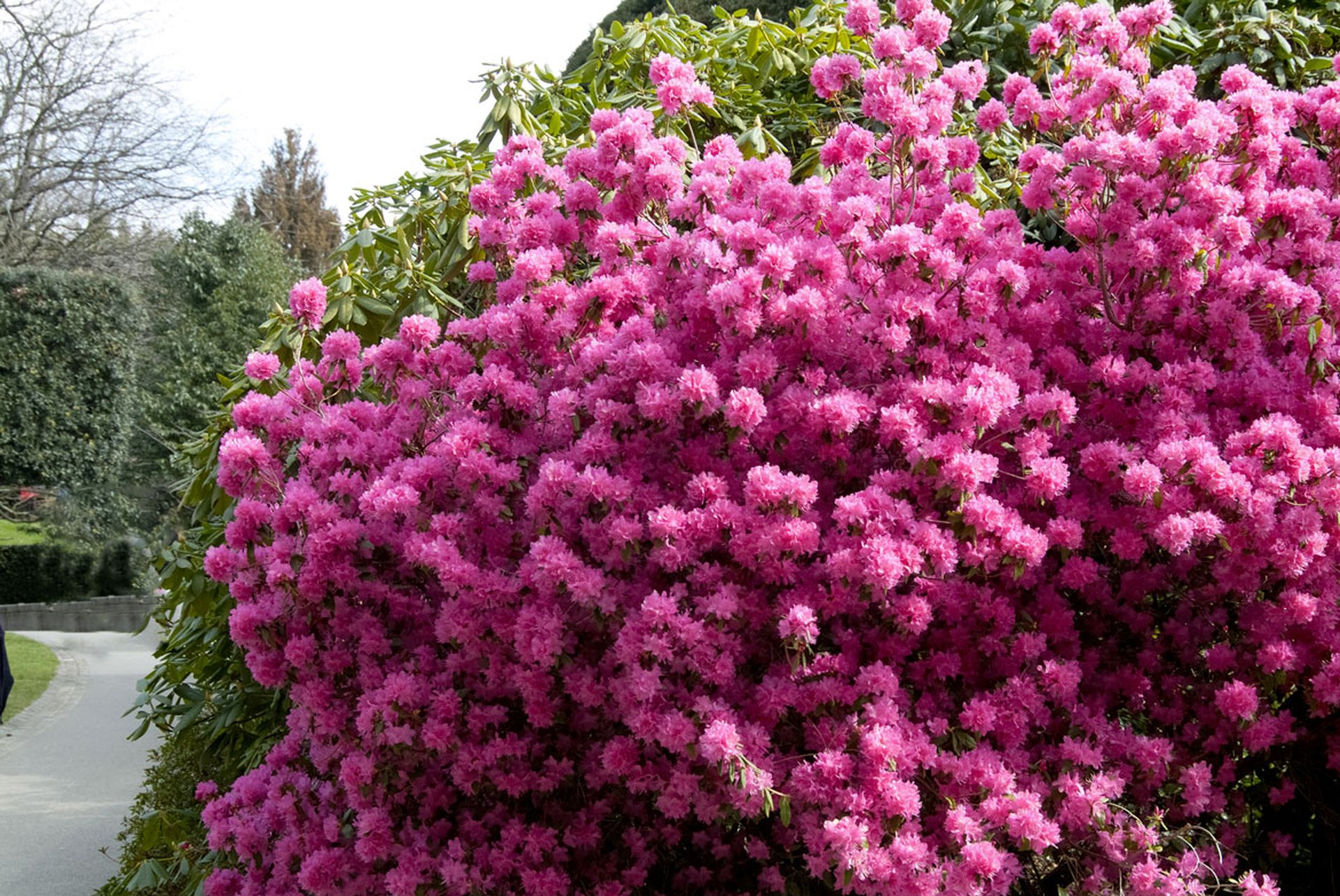 Plantes de terre de Bruyère