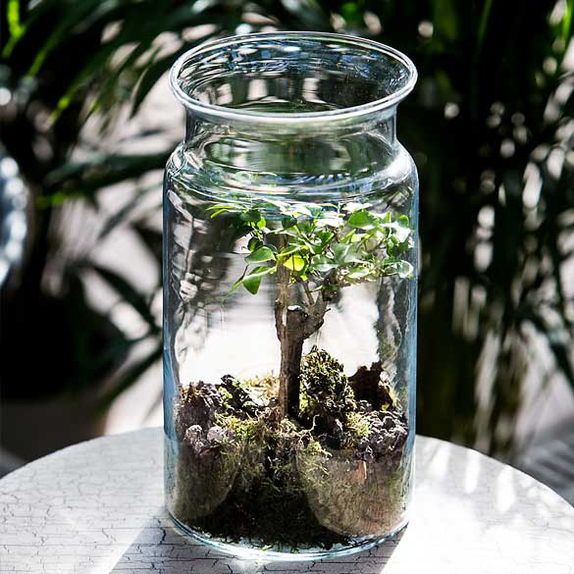 L'entretien d'un terrarium végétal