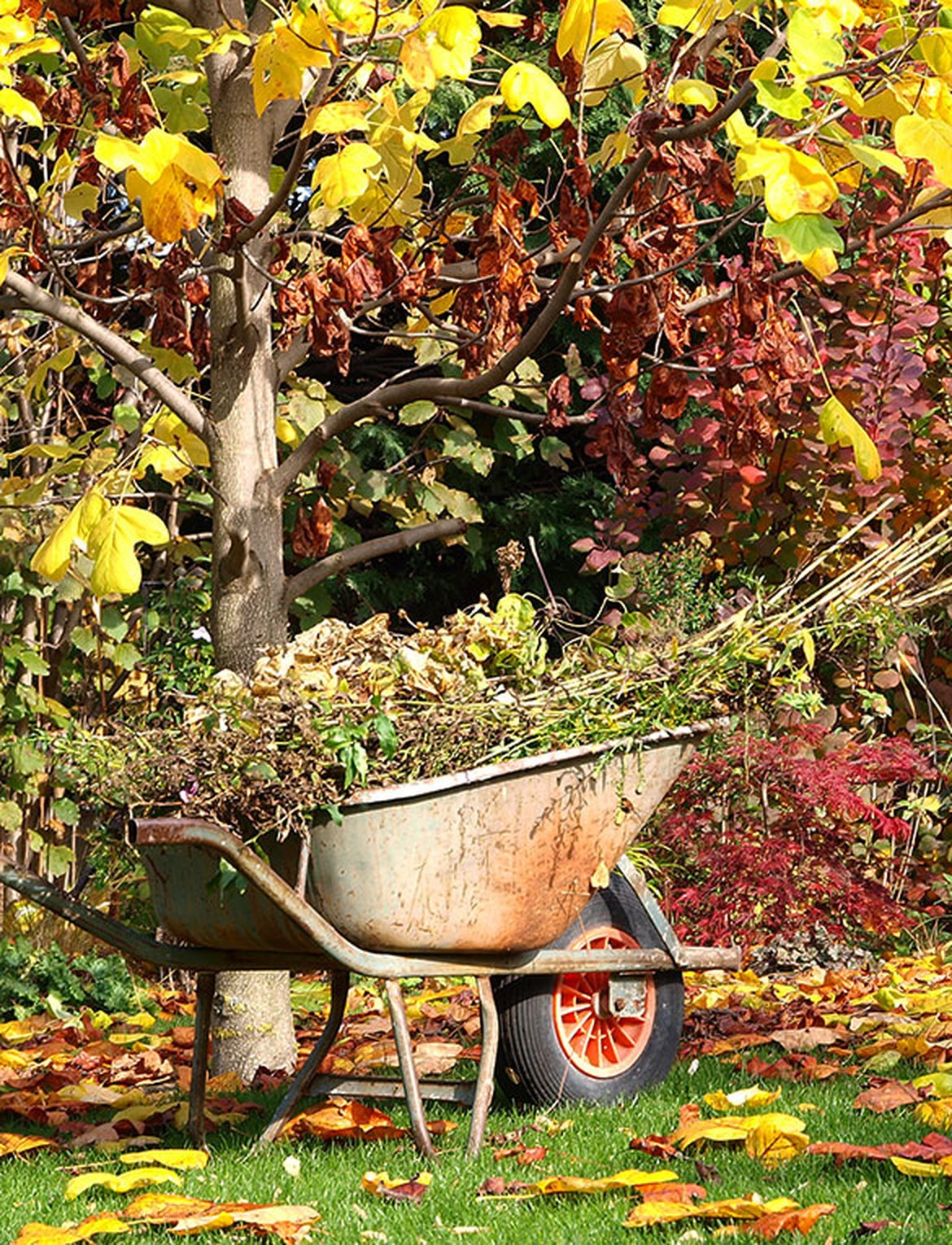 Jardin automne