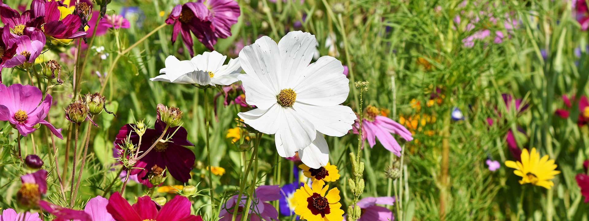 Les avantages du jardin sauvage