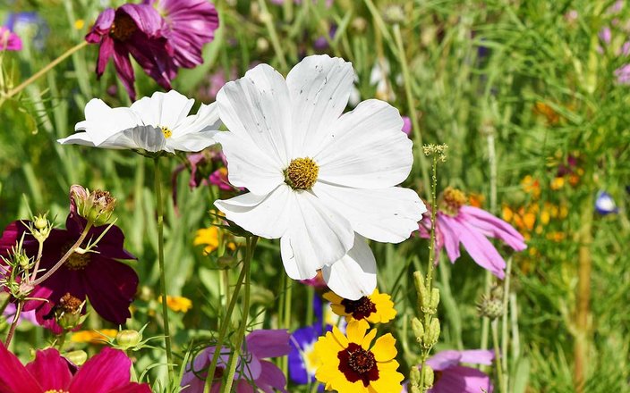 Les avantages du jardin sauvage