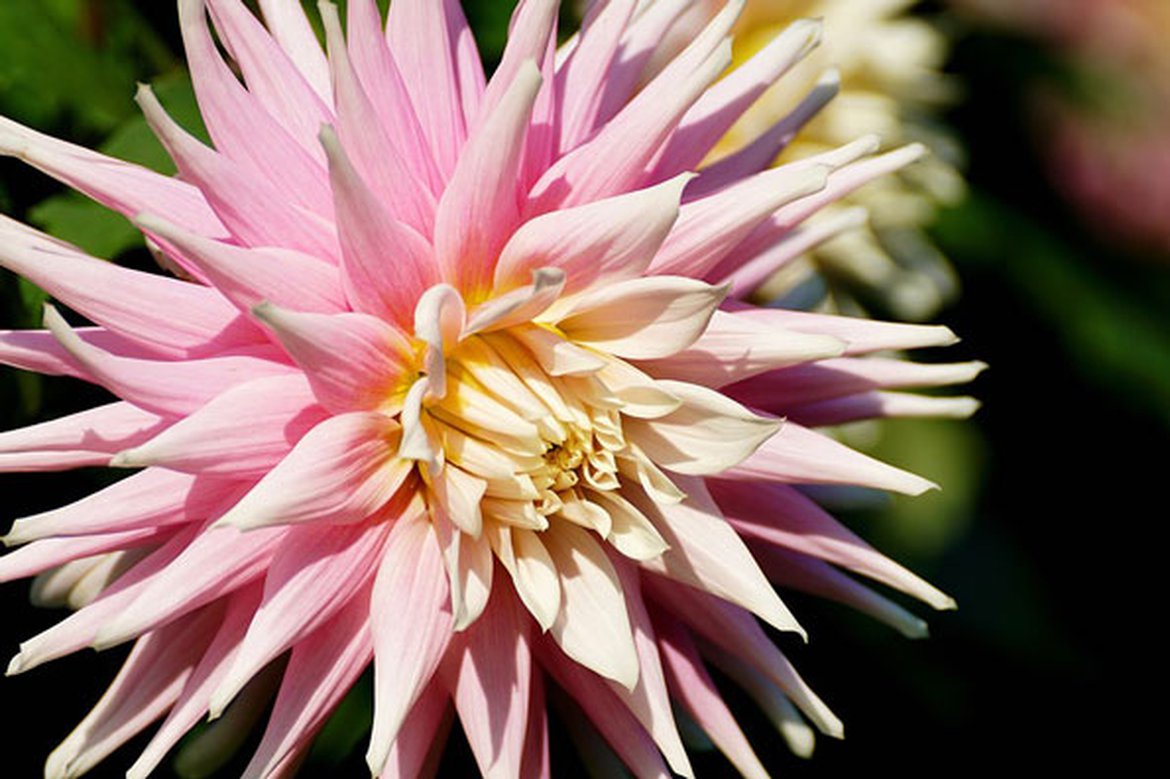 Dahlia à fleur de cactus