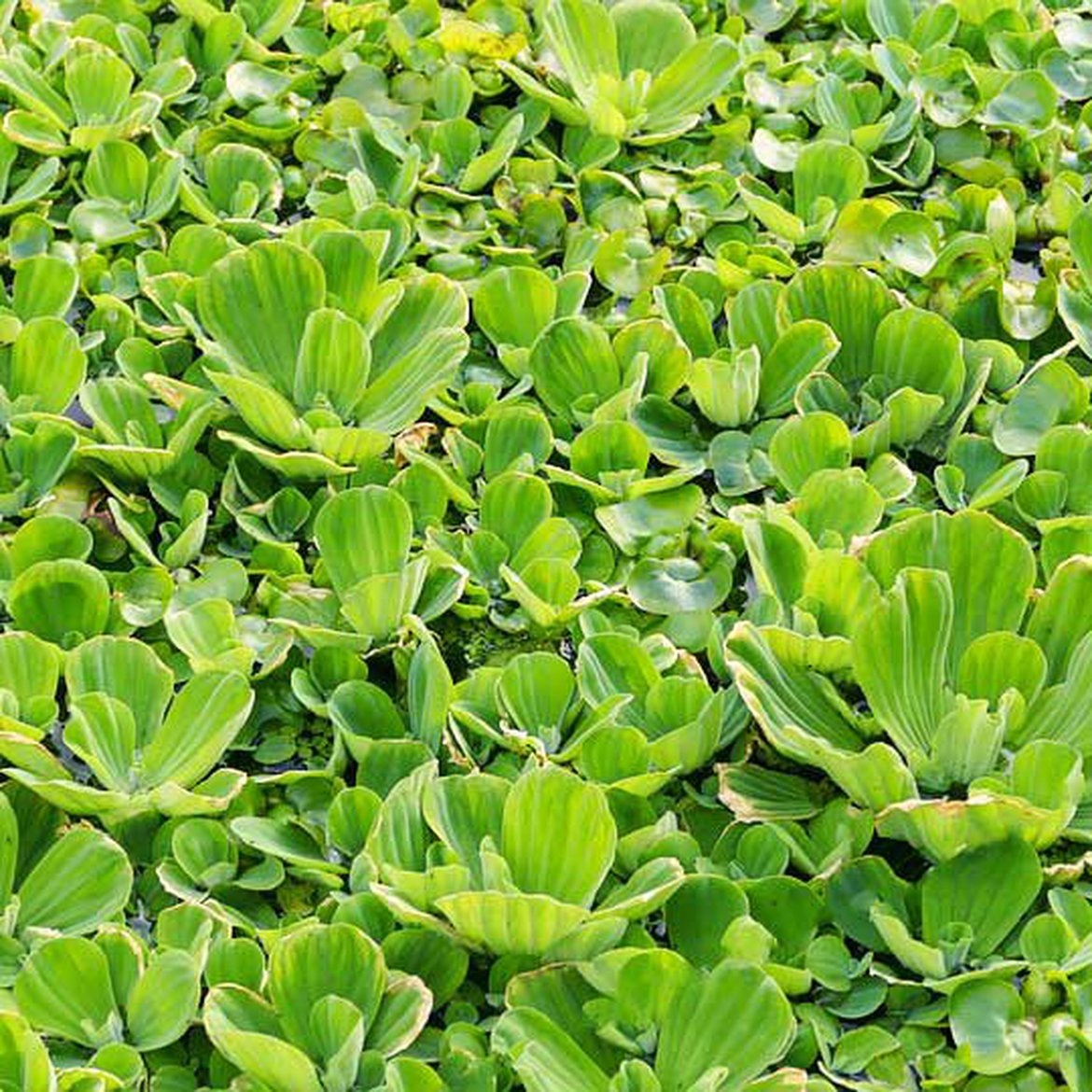 Pistia stratiotes