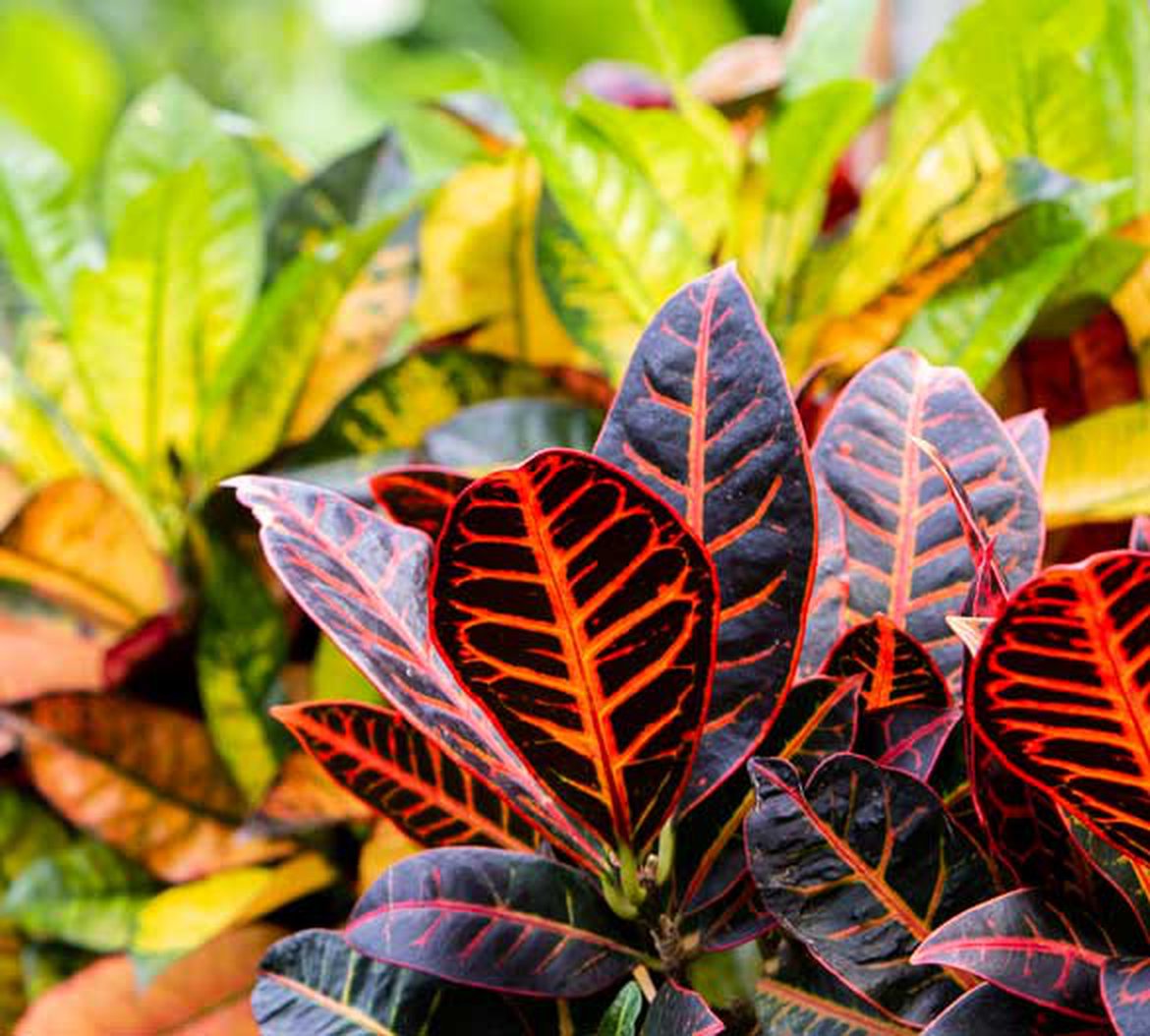 Plantes tropicales pour votre intérieur
