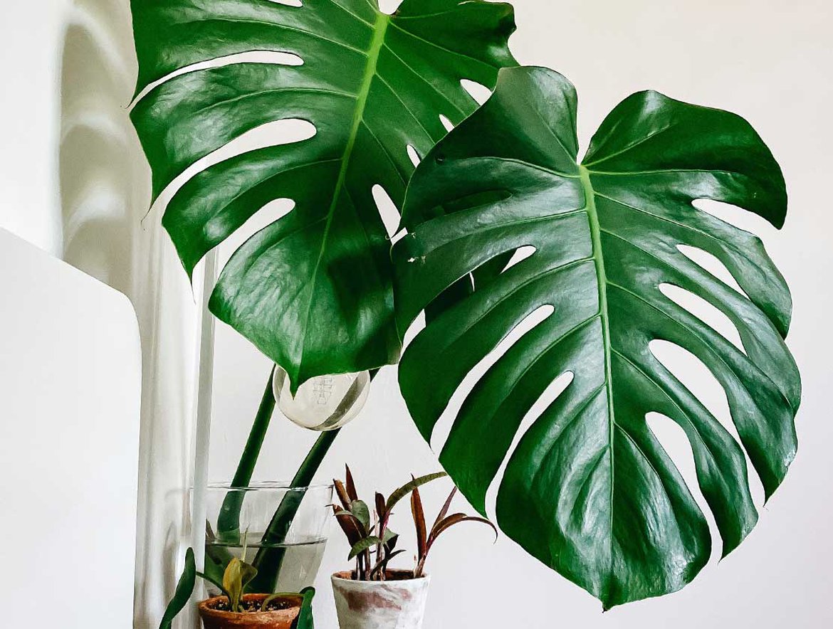 Monstera plante d'intérieur