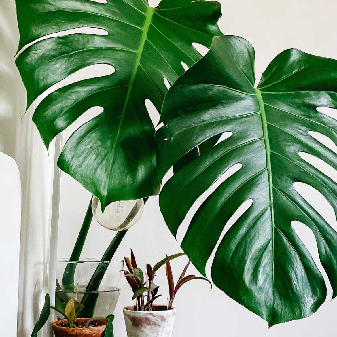 Monstera plante d'intérieur