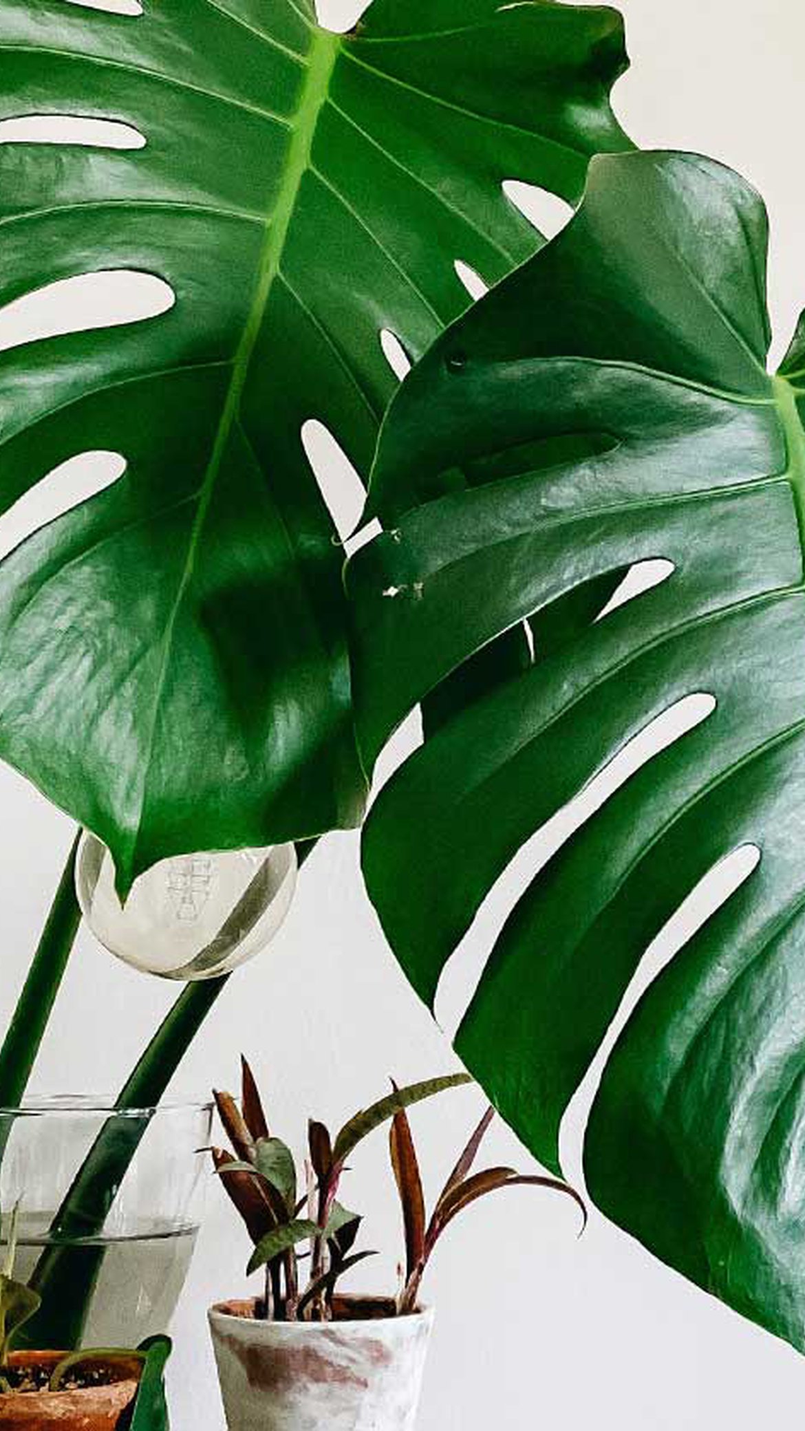 Monstera plante d'intérieur