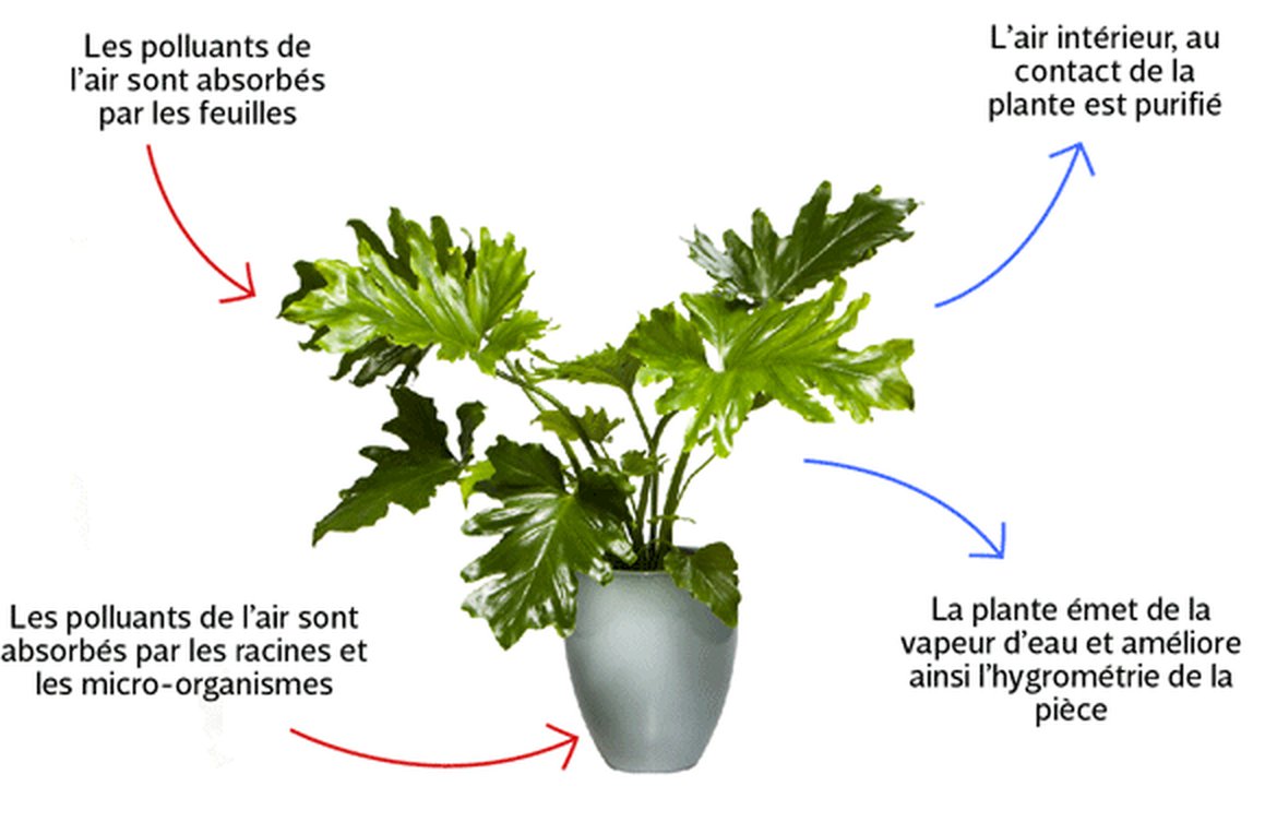 Fonctionnement de la plante dépolluante