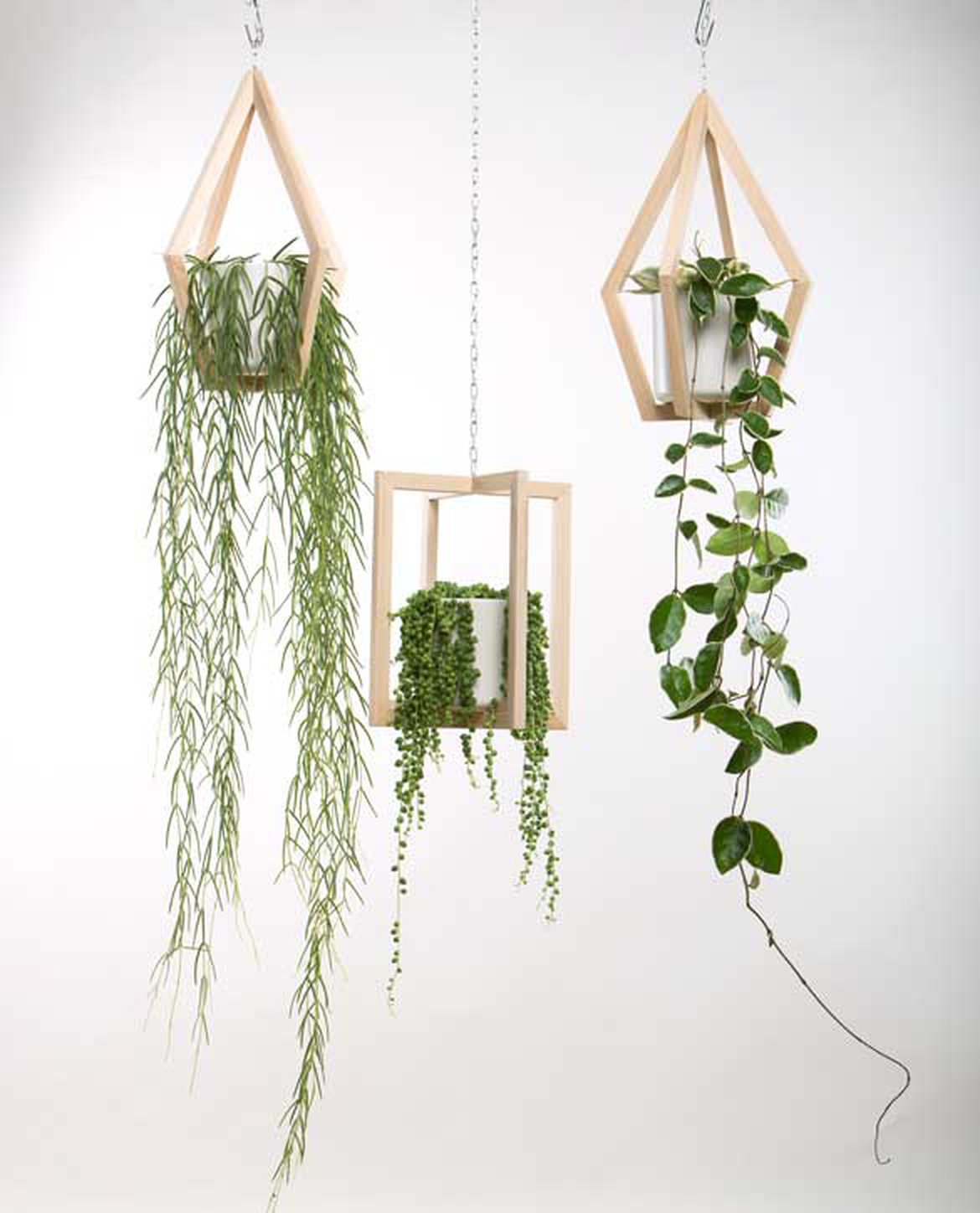 Plantes suspendues intérieur
