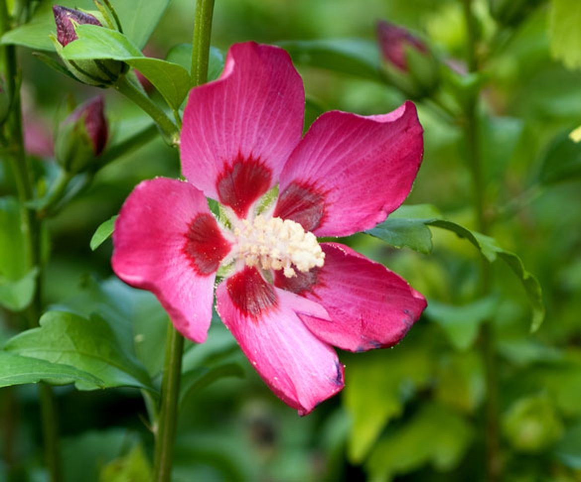 Hibiscus de jardin - Hibiscus syriacus