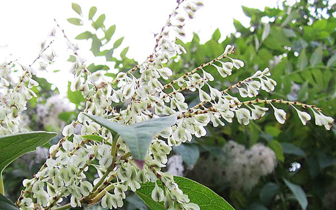 Fallopia aubertii - Renouée du Tibet