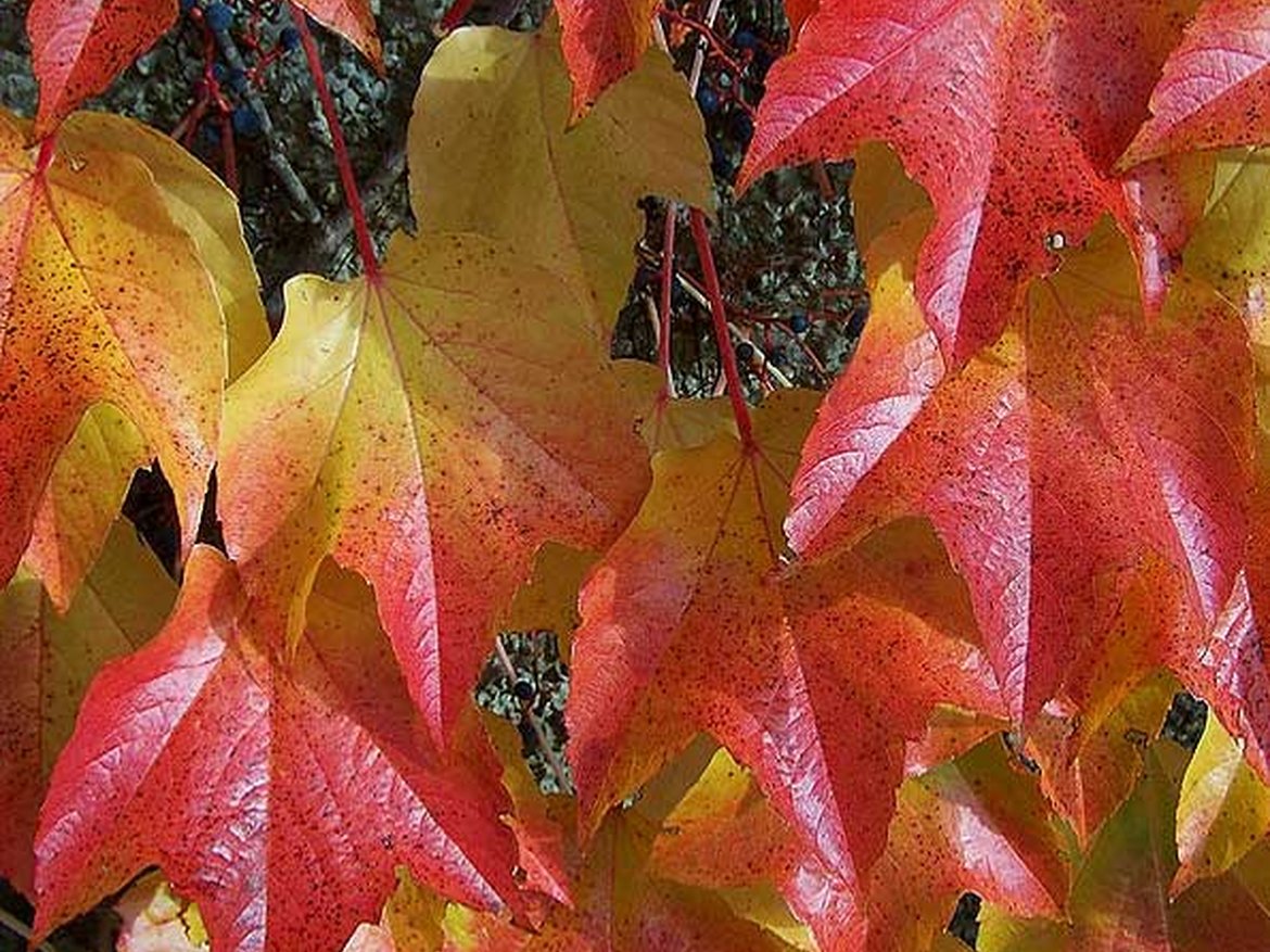 Parthenocissus Vigne vierge