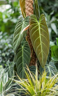 Plantes d'intérieur

 