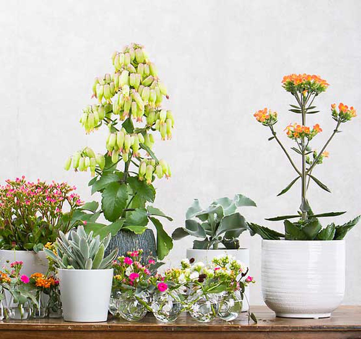 Un collection de plantes kalanchoé