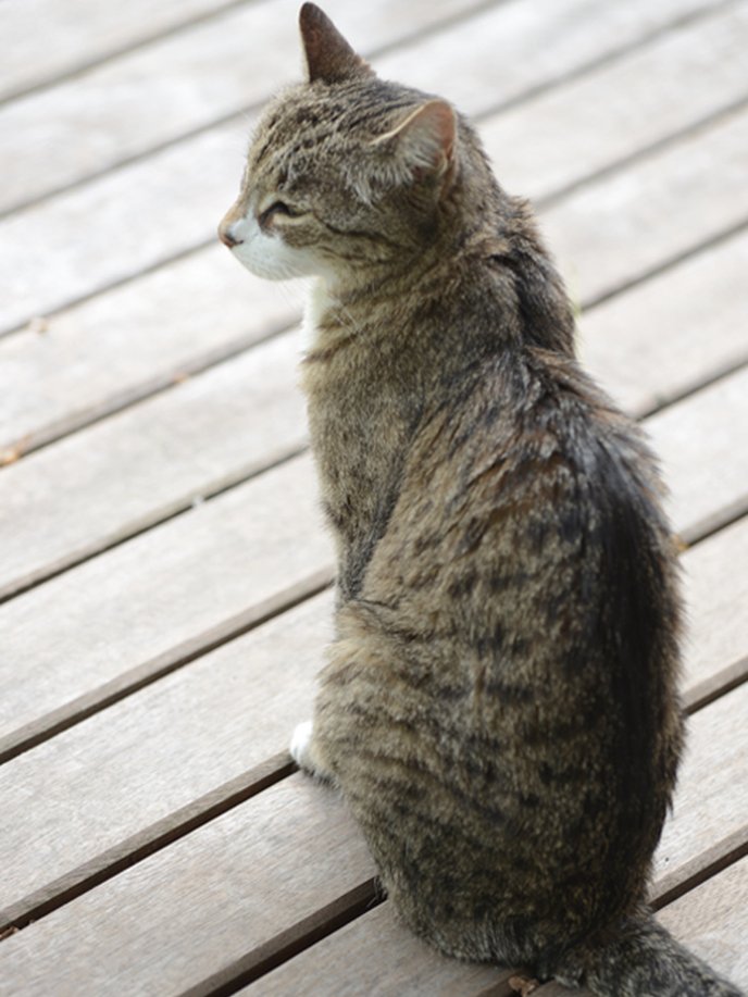 Aménager un coin confortable pour son chat

 