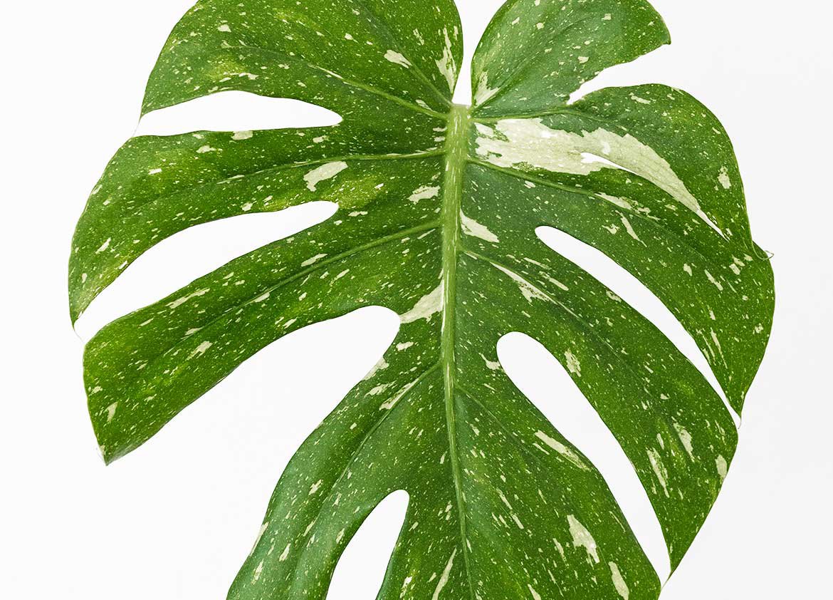 Monstera plante d'intérieur