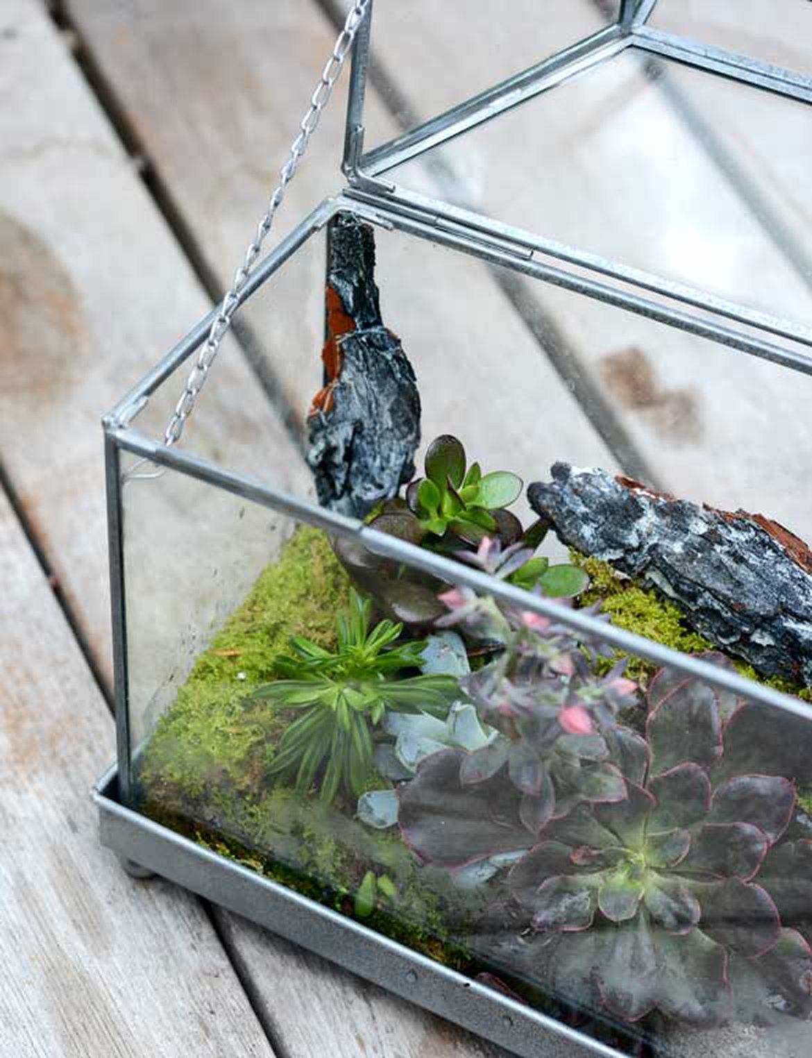 Mini jardin terrarium plantes grasses et cactus