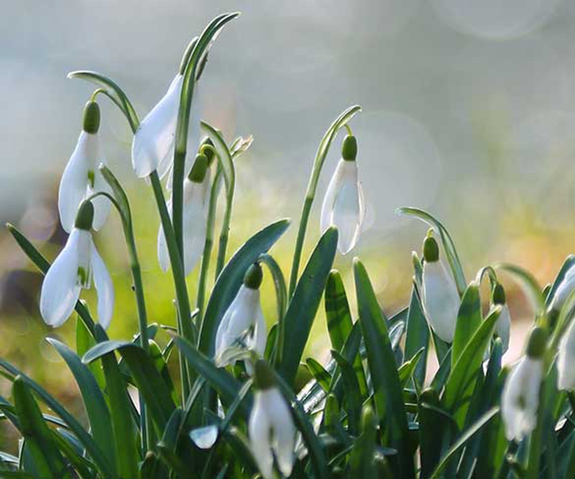 galanthus perce-neige