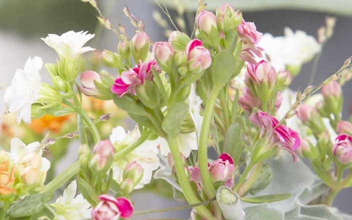 Les kalanchoë : de véritables objets de décoration