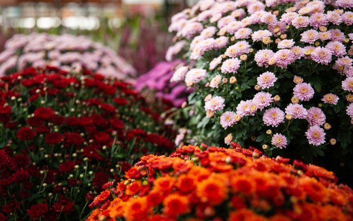 Chrysanthèmes | Plantes iconique de l'automne