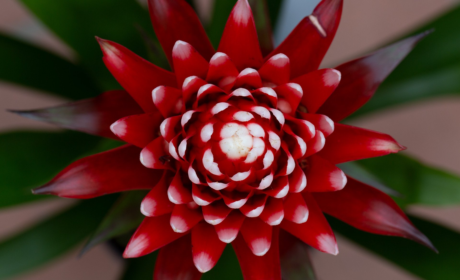 Bromeliacées