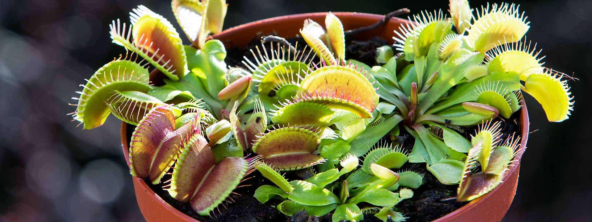 Les secrets des plantes carnivores