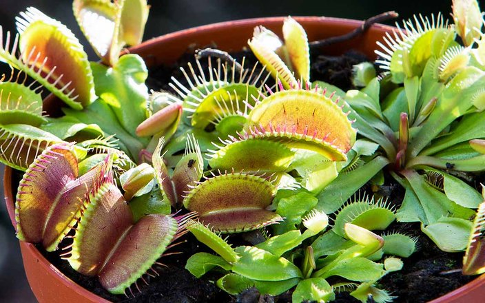 Les secrets des plantes carnivores