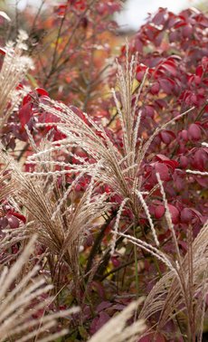 L'automne, meilleure saison de plantation

 