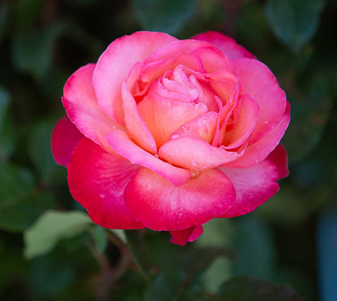 Rosier à grande fleur rose 'Jazz festival'