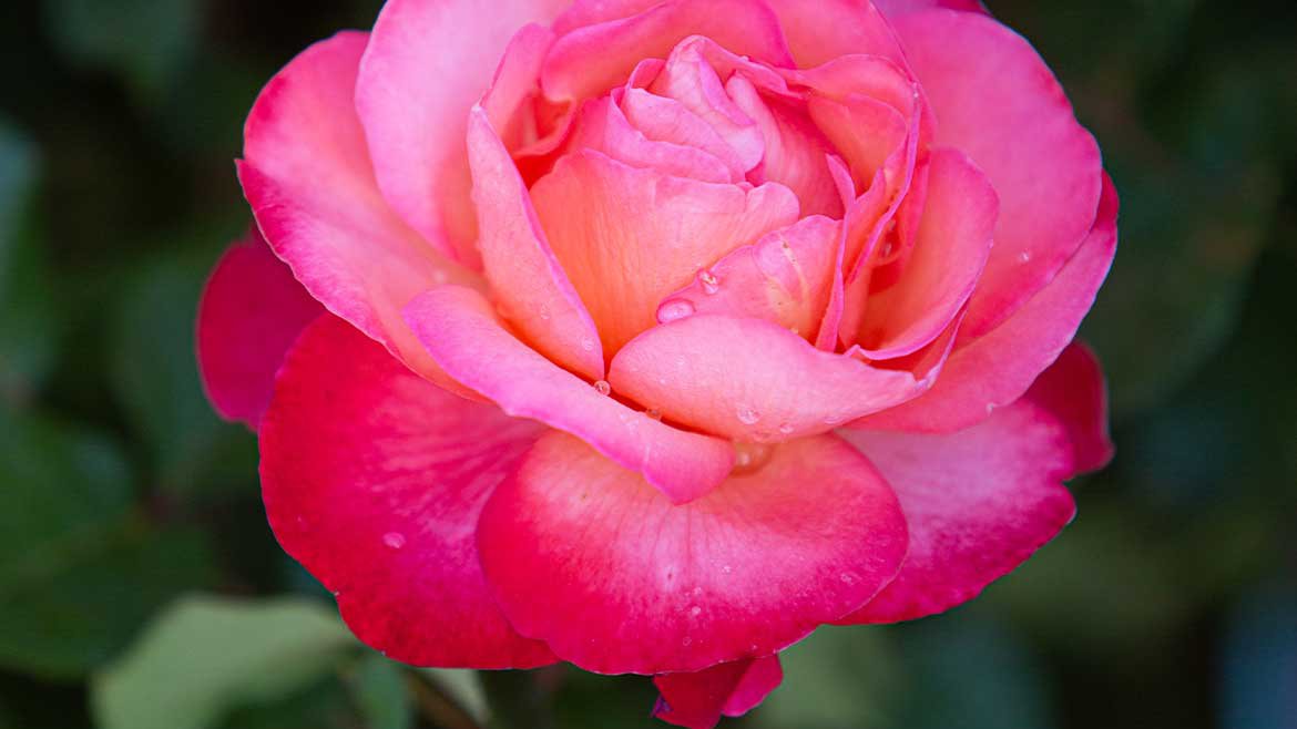 Rosier à grande fleur rose 'Jazz festival'