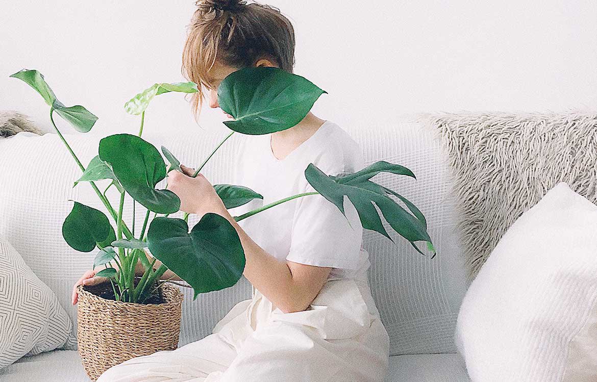 Monstera plante d'intérieur