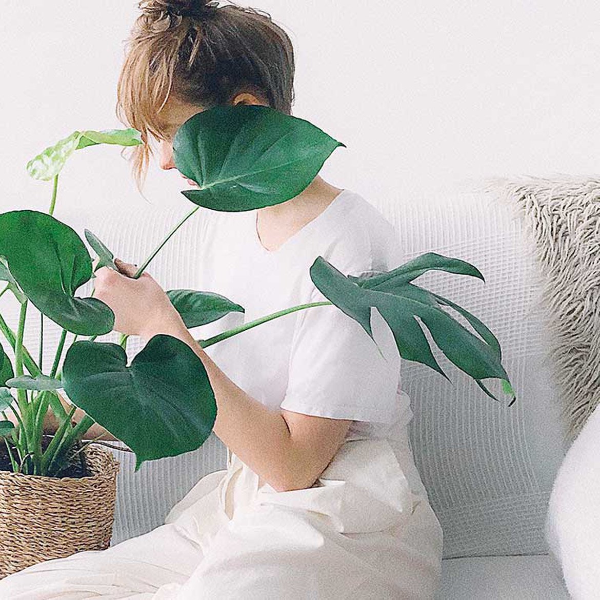 Monstera plante d'intérieur