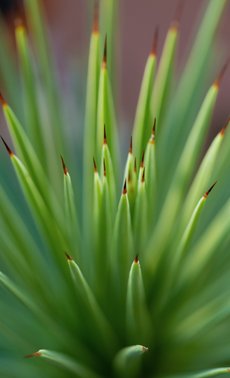 Cactus & plantes grasses