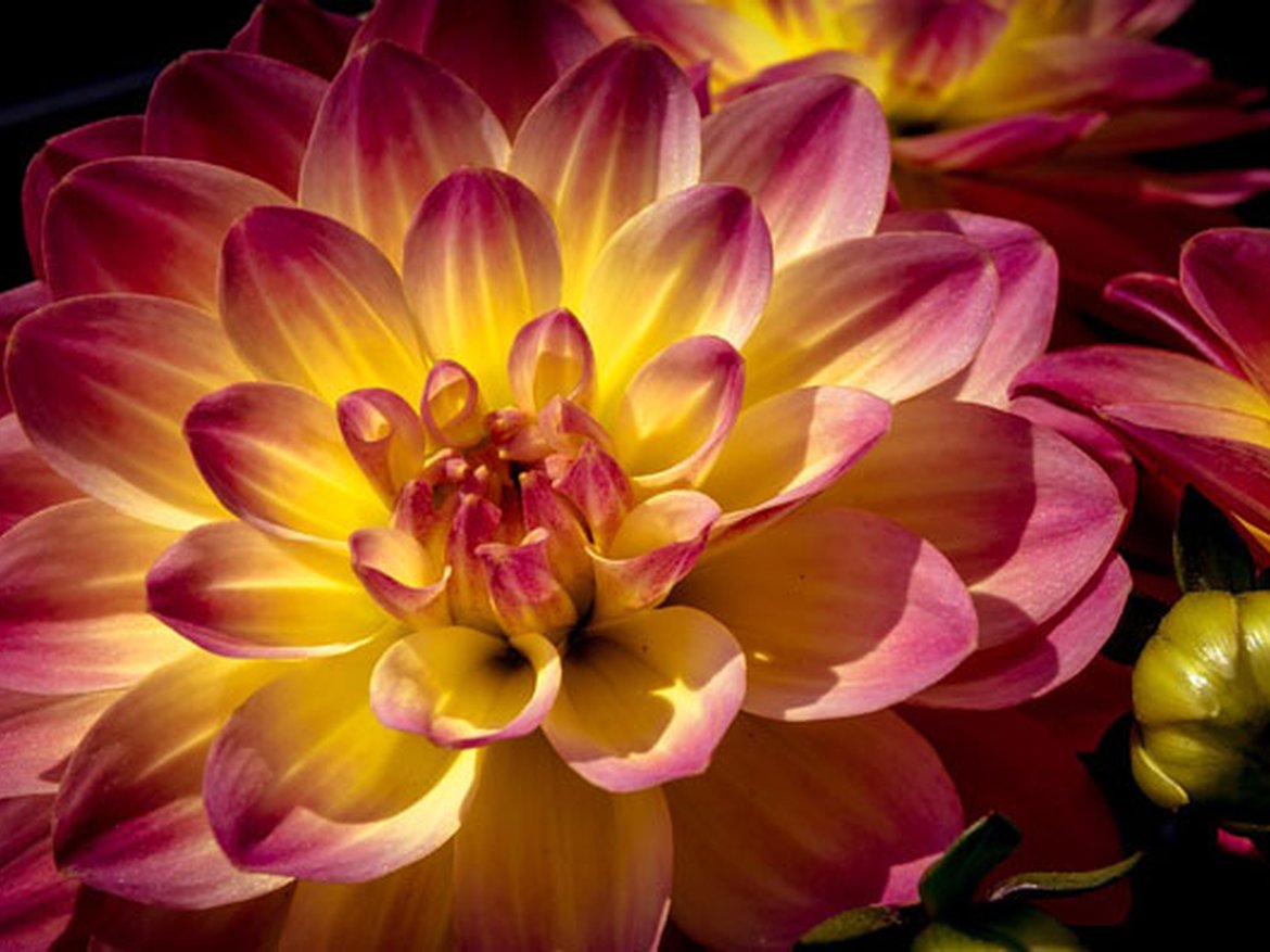 Dahlia à fleur de nénuphar