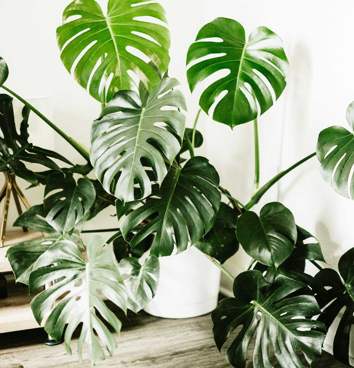 Monstera plante d'intérieur