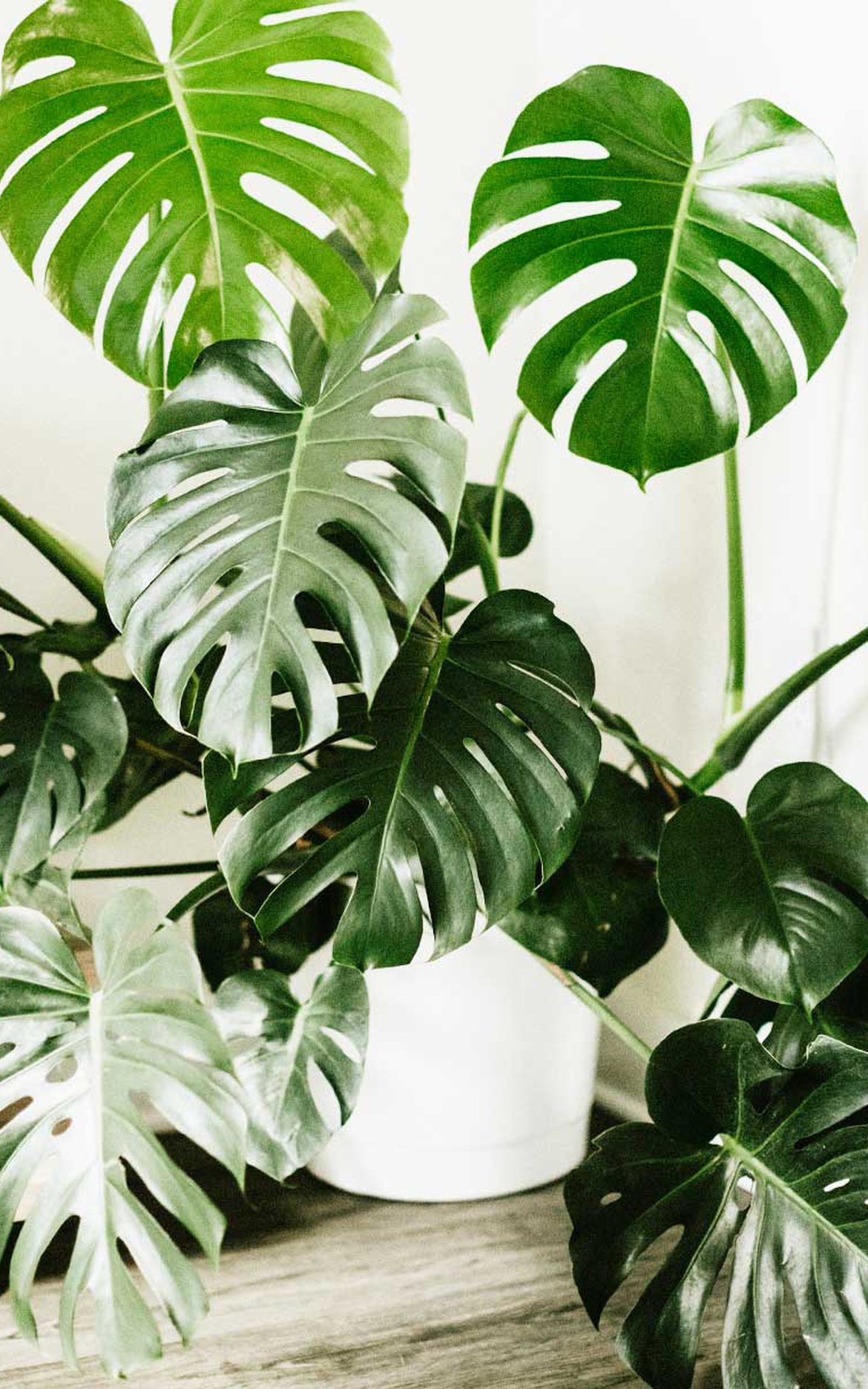 Monstera plante d'intérieur