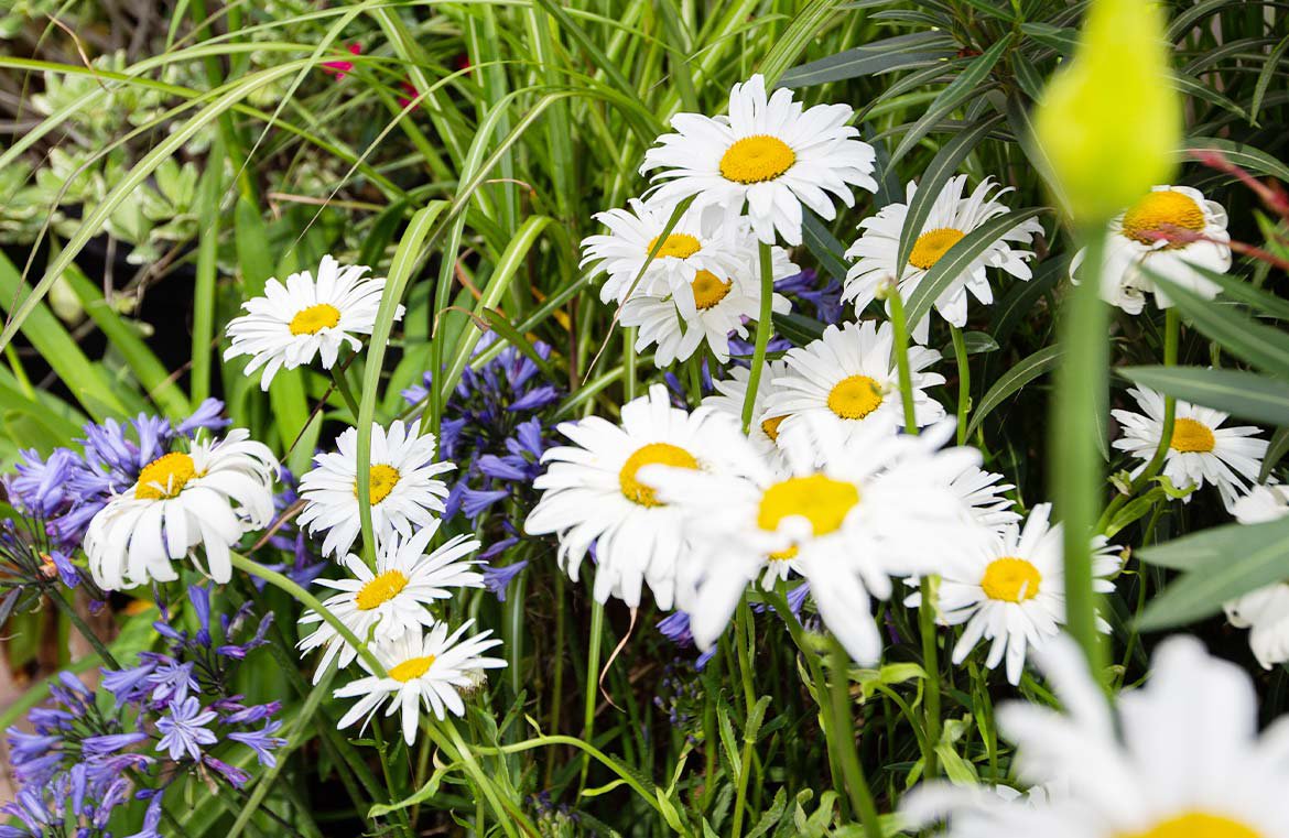 Mélange de fleurs du jardin